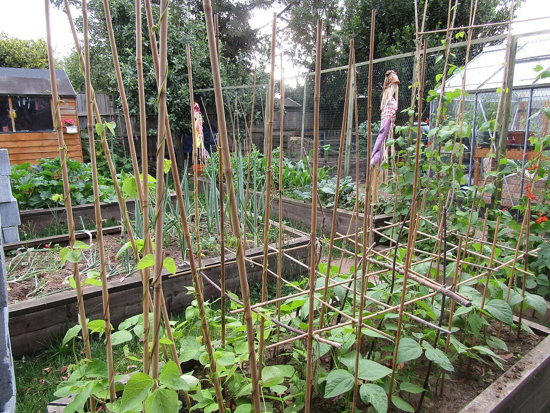 -2020-07-01 Vegetable garden with raised beds, Trimingham, Norfolk